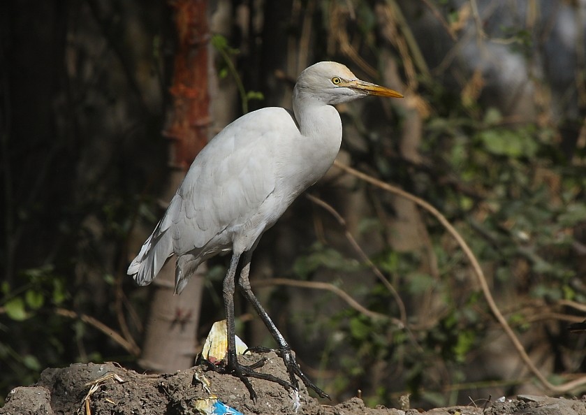 Eastern Cattle Egret - Gopi Sundar