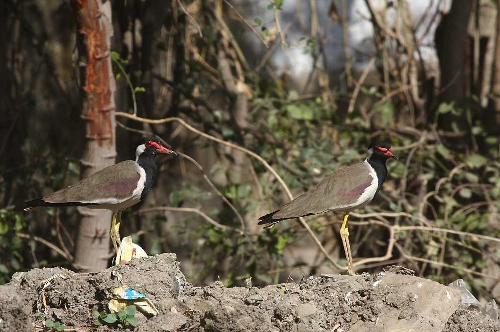 Red-wattled Lapwing - ML136031251