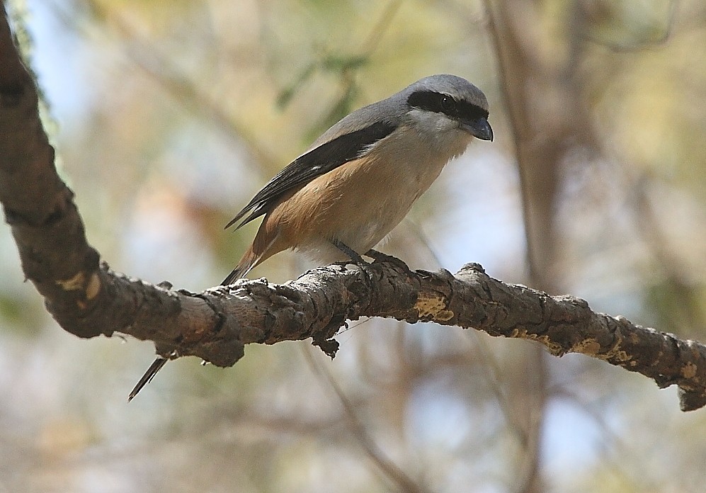 Long-tailed Shrike - ML136031291