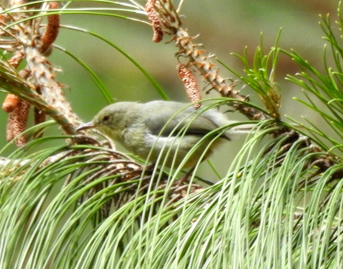 Green-backed Camaroptera - ML136031991