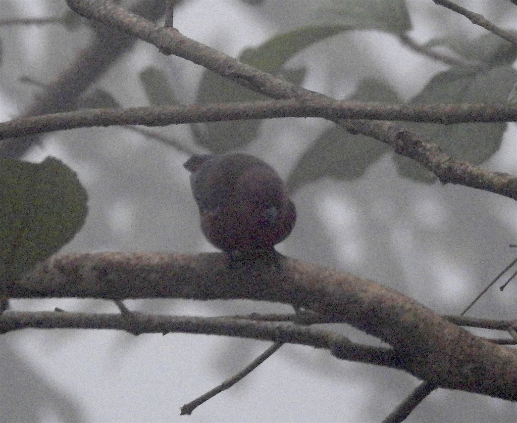 firefinch sp. - Kai Joaquin