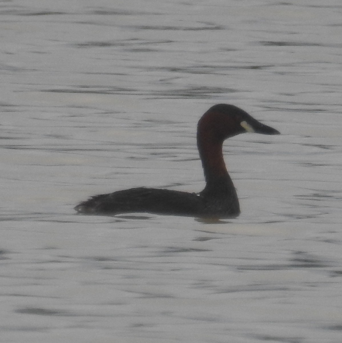 Little Grebe - ML136034231