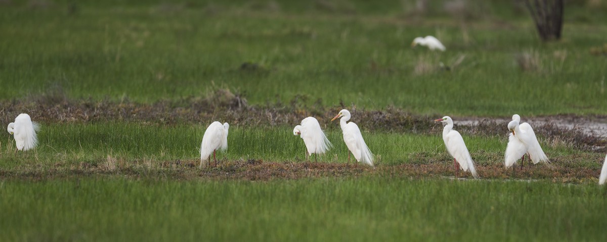 Plumed Egret - ML136036721