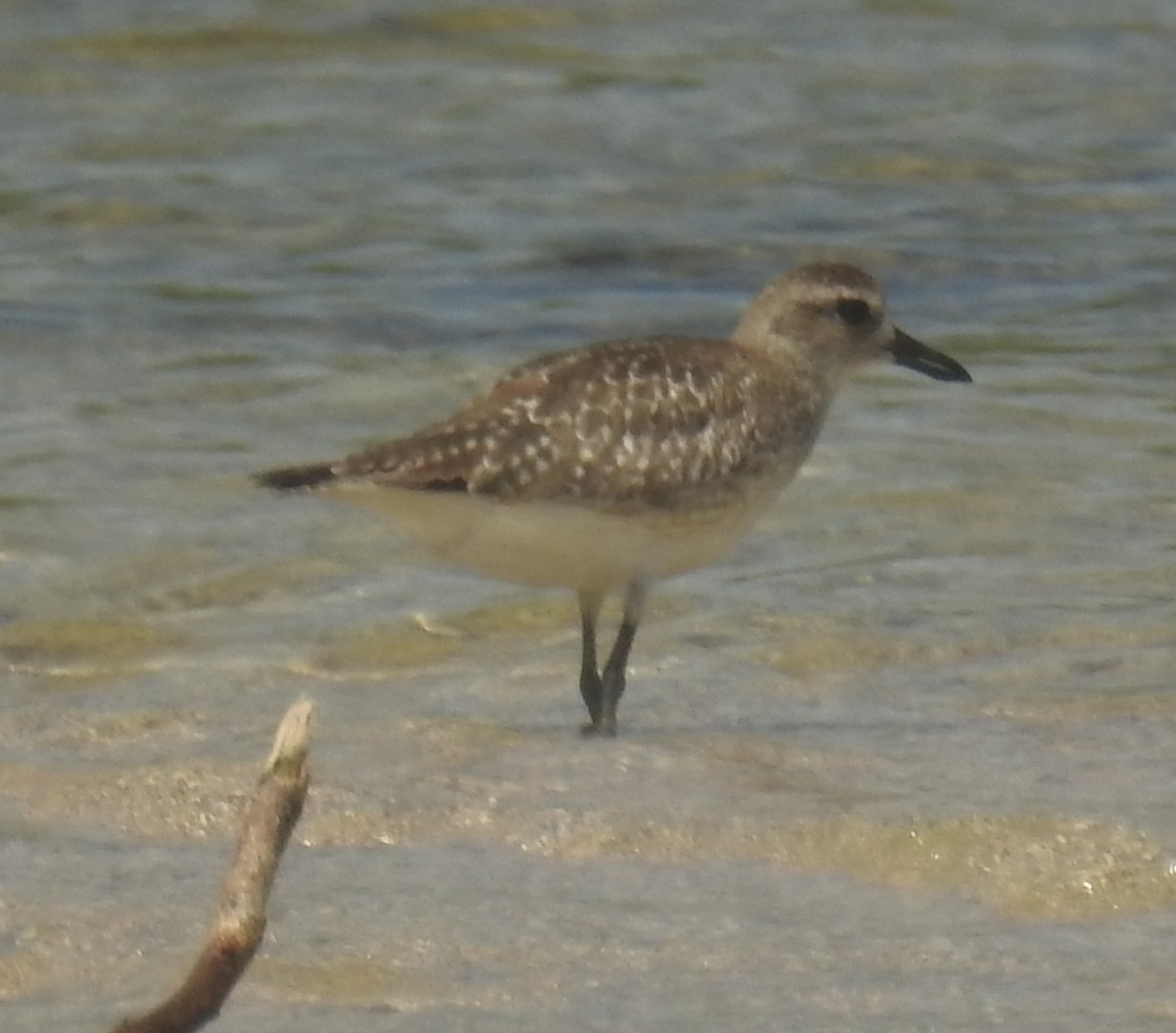 Black-bellied Plover - ML136037911