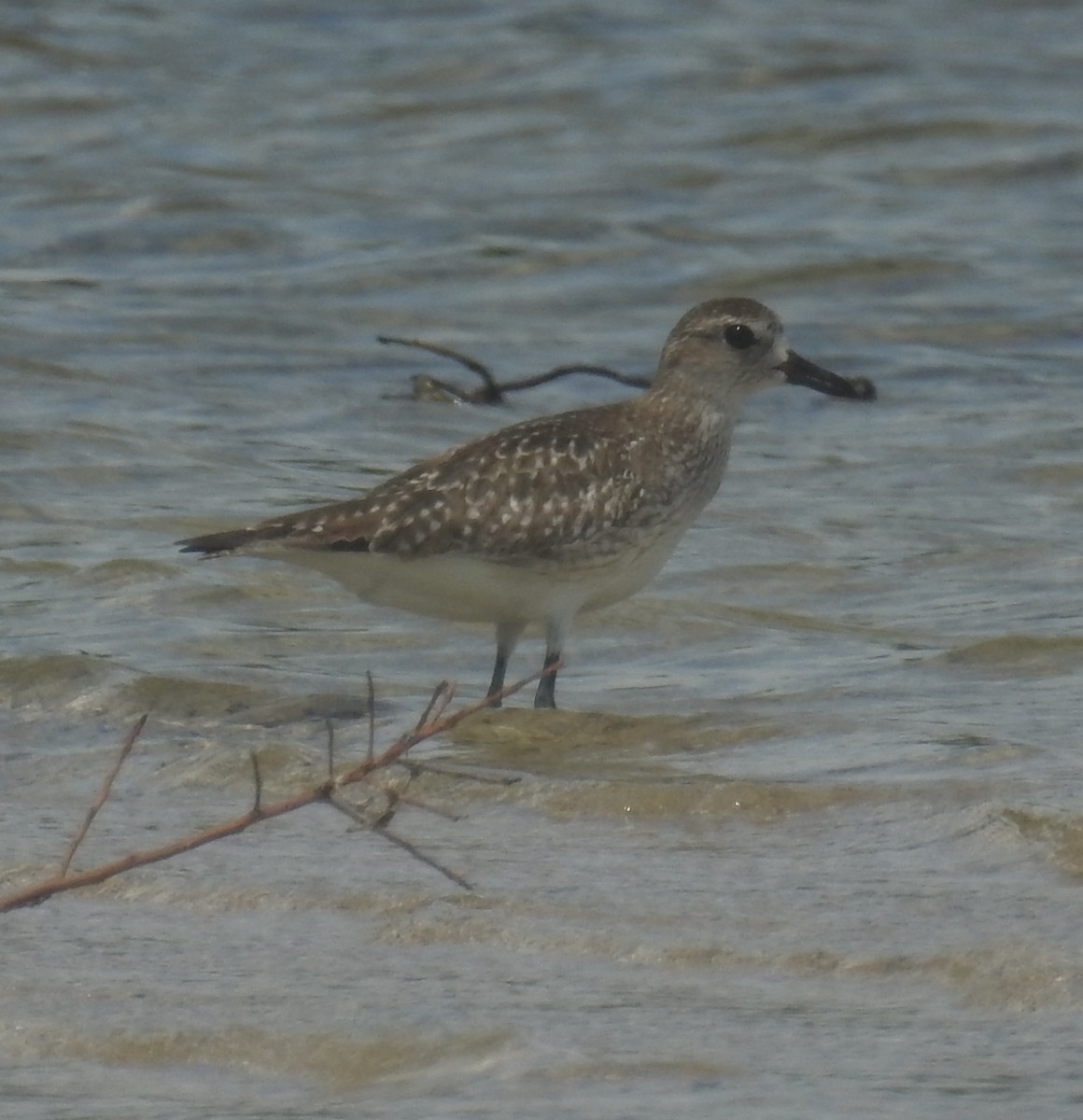 Black-bellied Plover - ML136037931