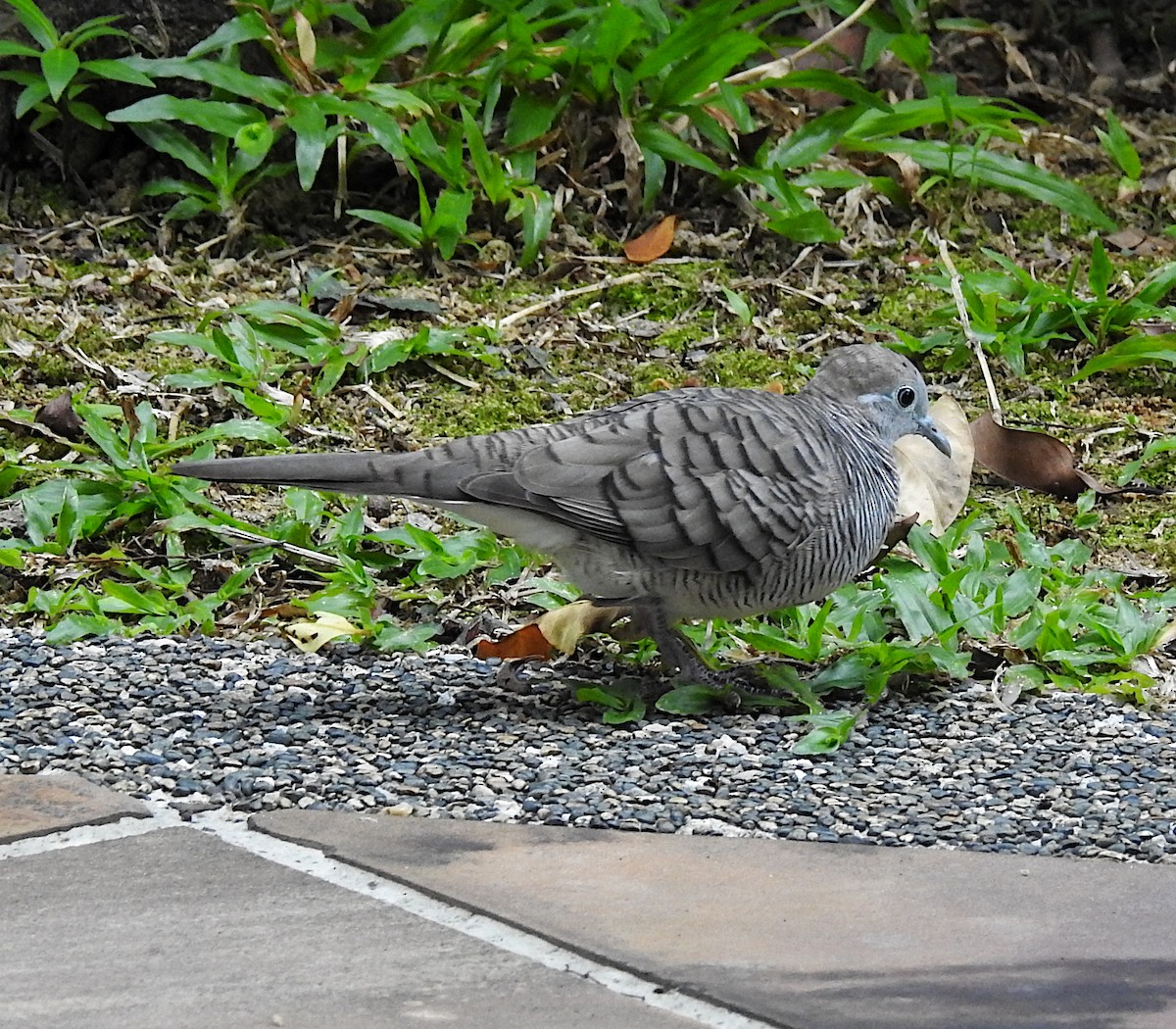 Zebra Dove - Niel Bruce