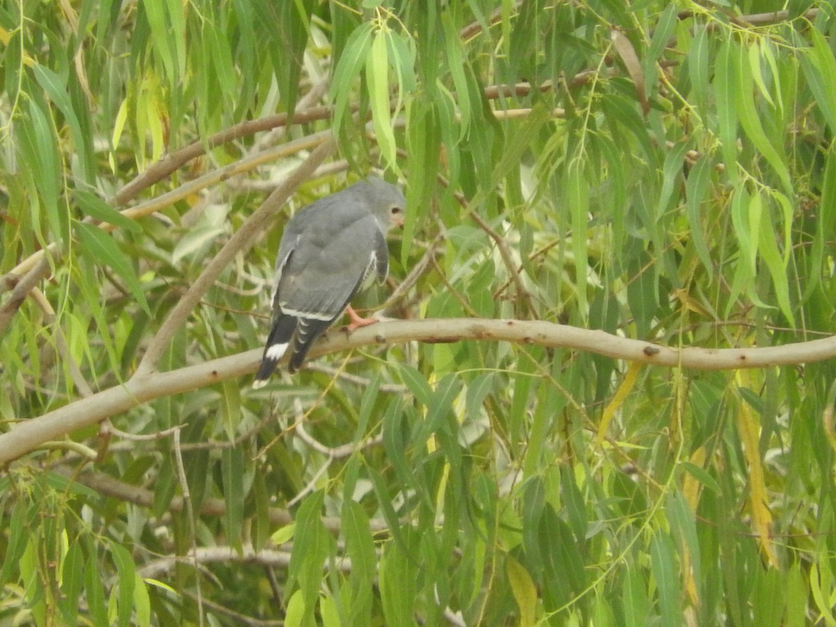 Lizard Buzzard - ML136040311