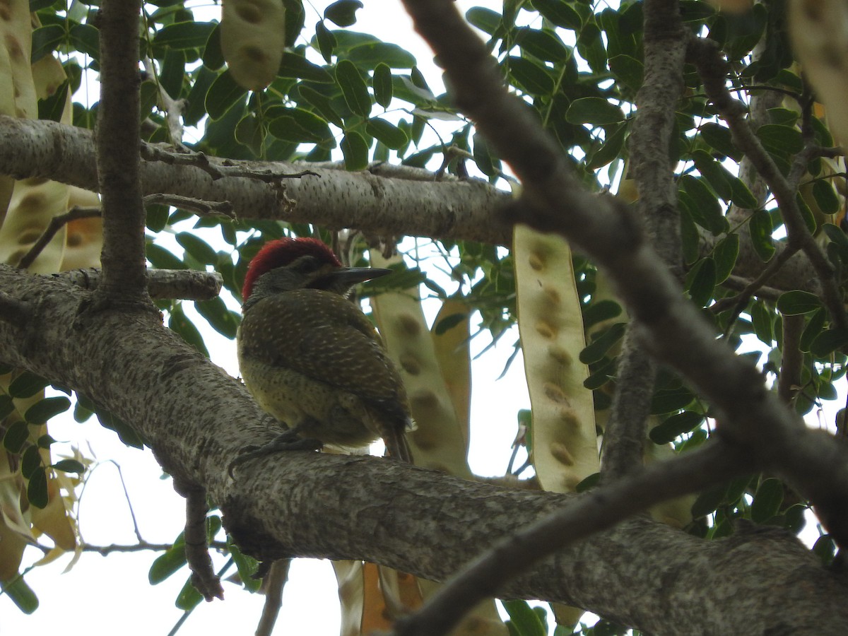 Fine-spotted Woodpecker - ML136041131