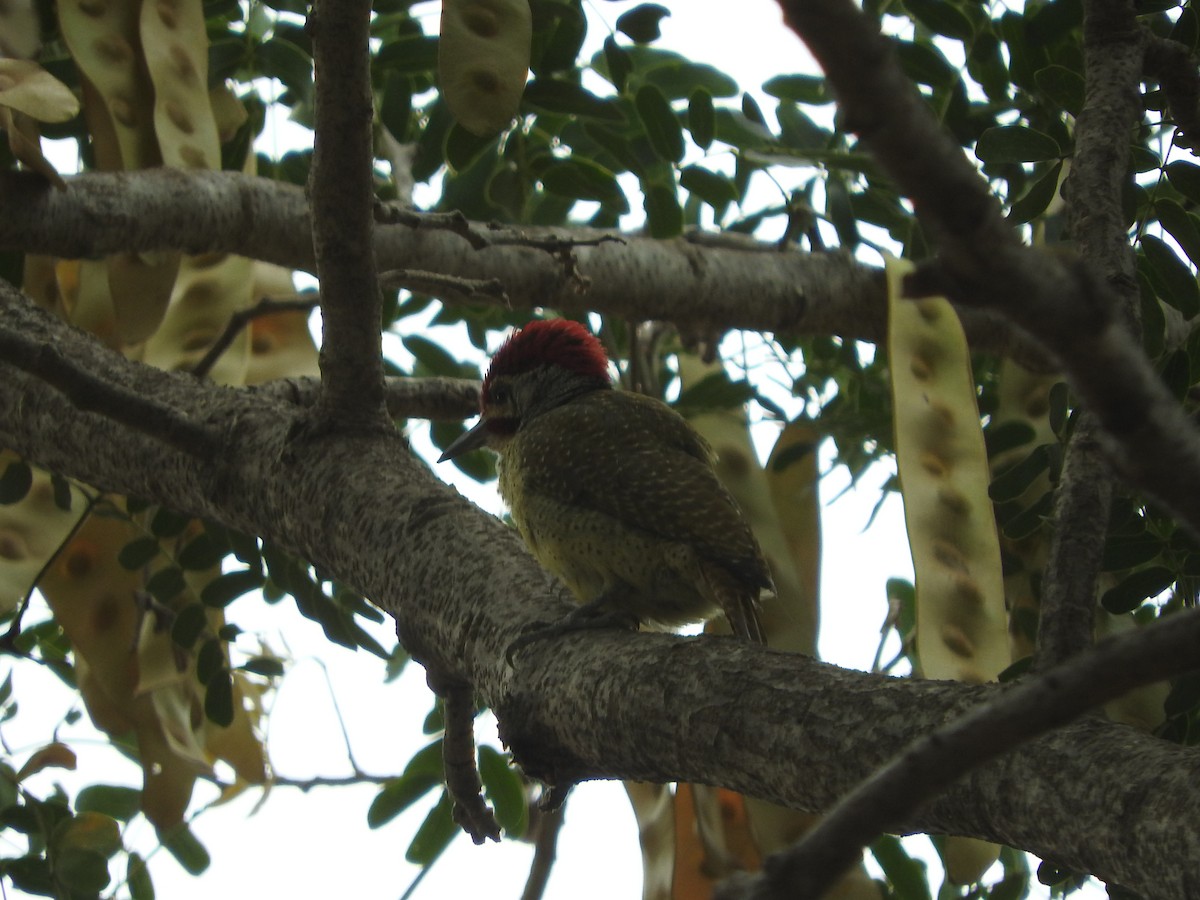 Fine-spotted Woodpecker - ML136041261