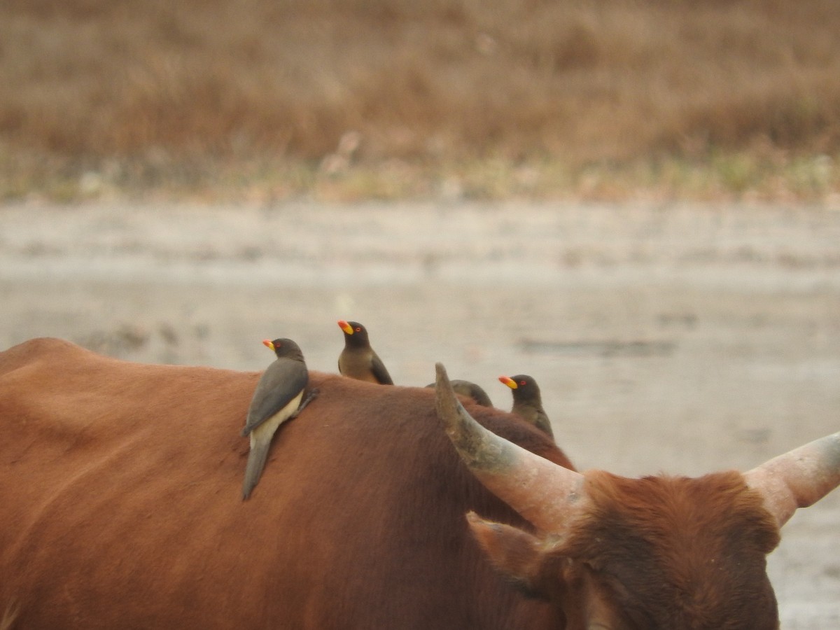 Yellow-billed Oxpecker - ML136041491