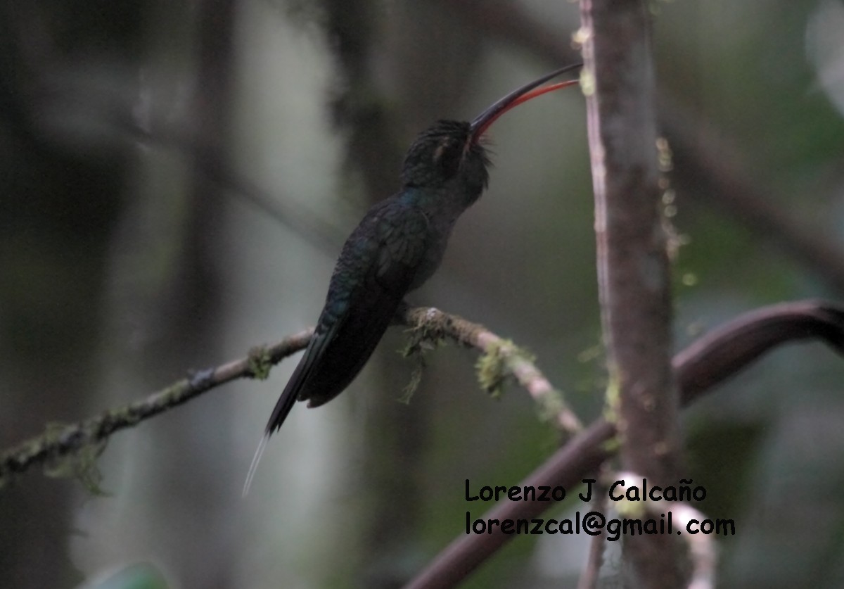 kolibřík šedobřichý - ML136041971