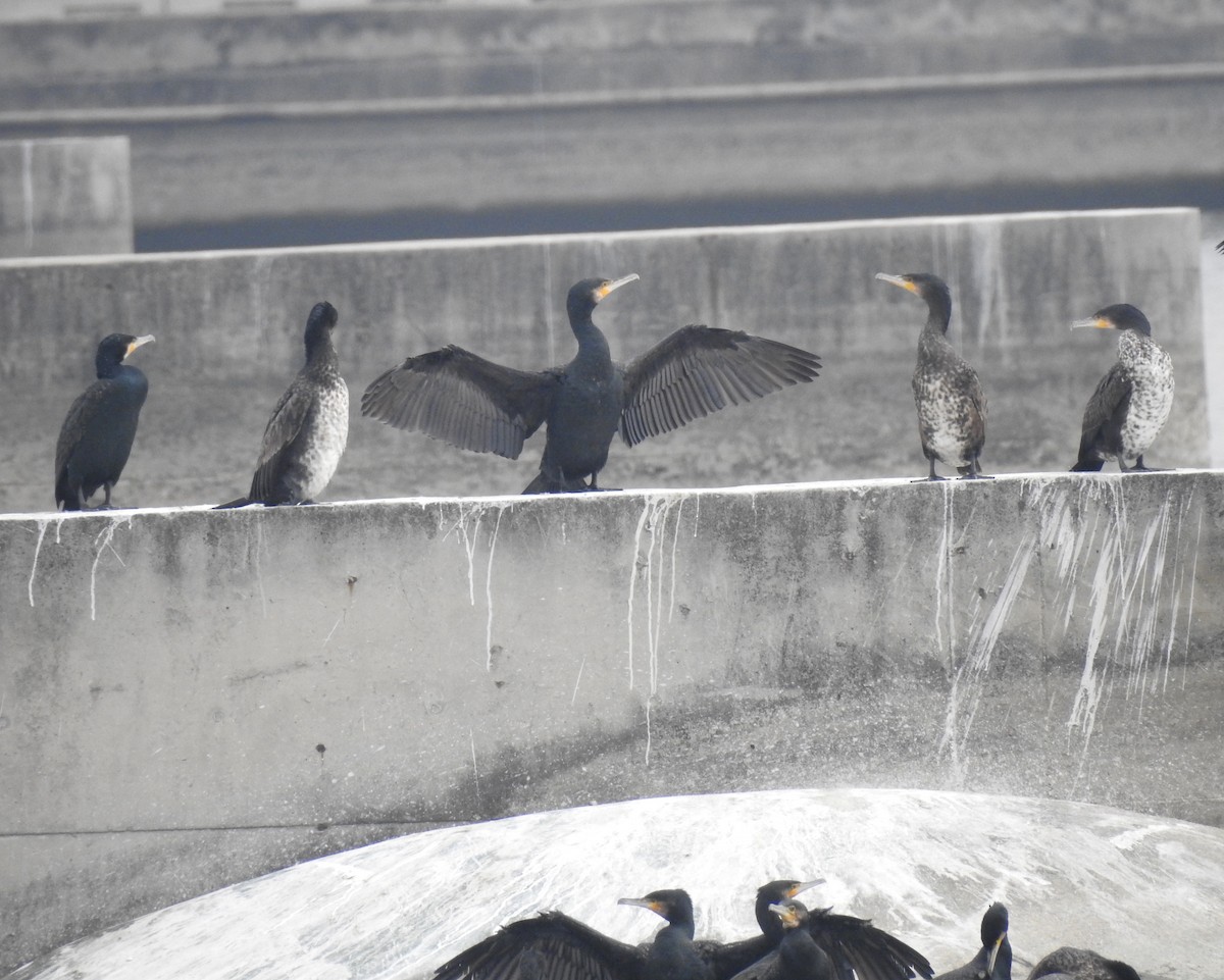 Cormorán Grande - ML136042011