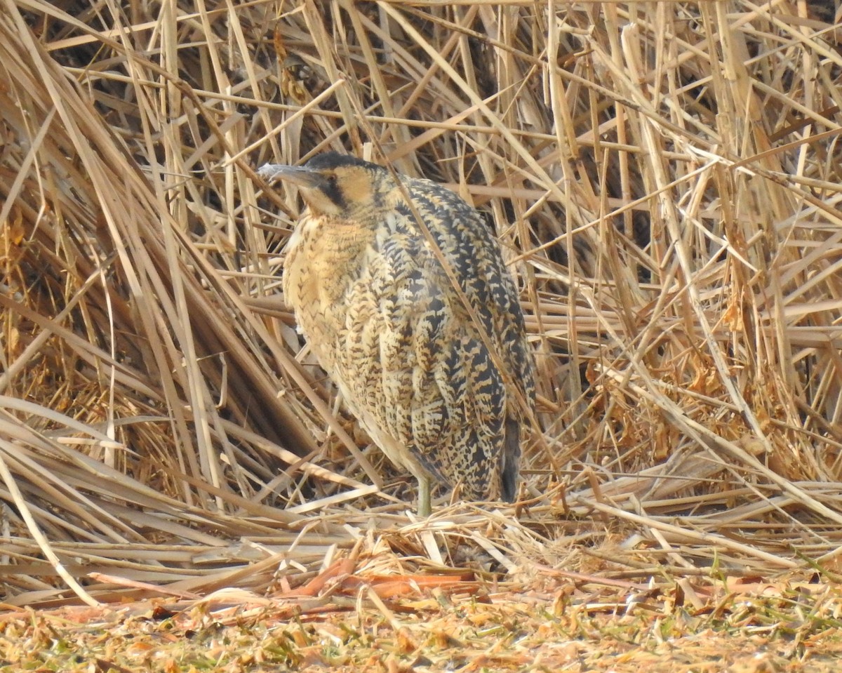 Great Bittern - ML136042061