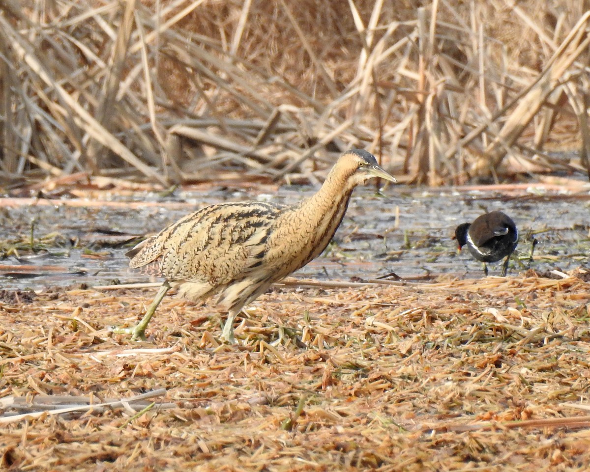 Great Bittern - ML136042081