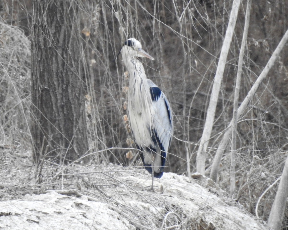 Gray Heron - ML136042141