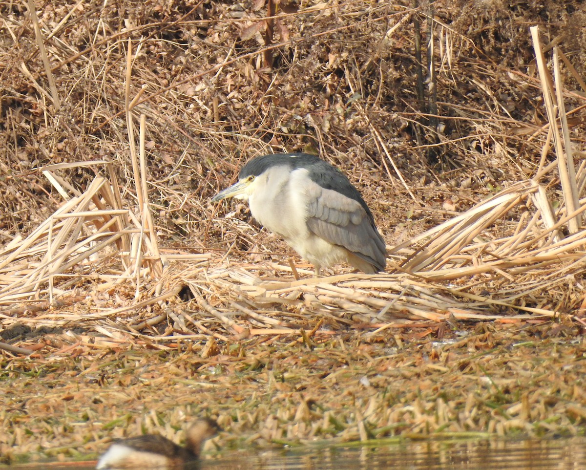 Black-crowned Night Heron - ML136042201