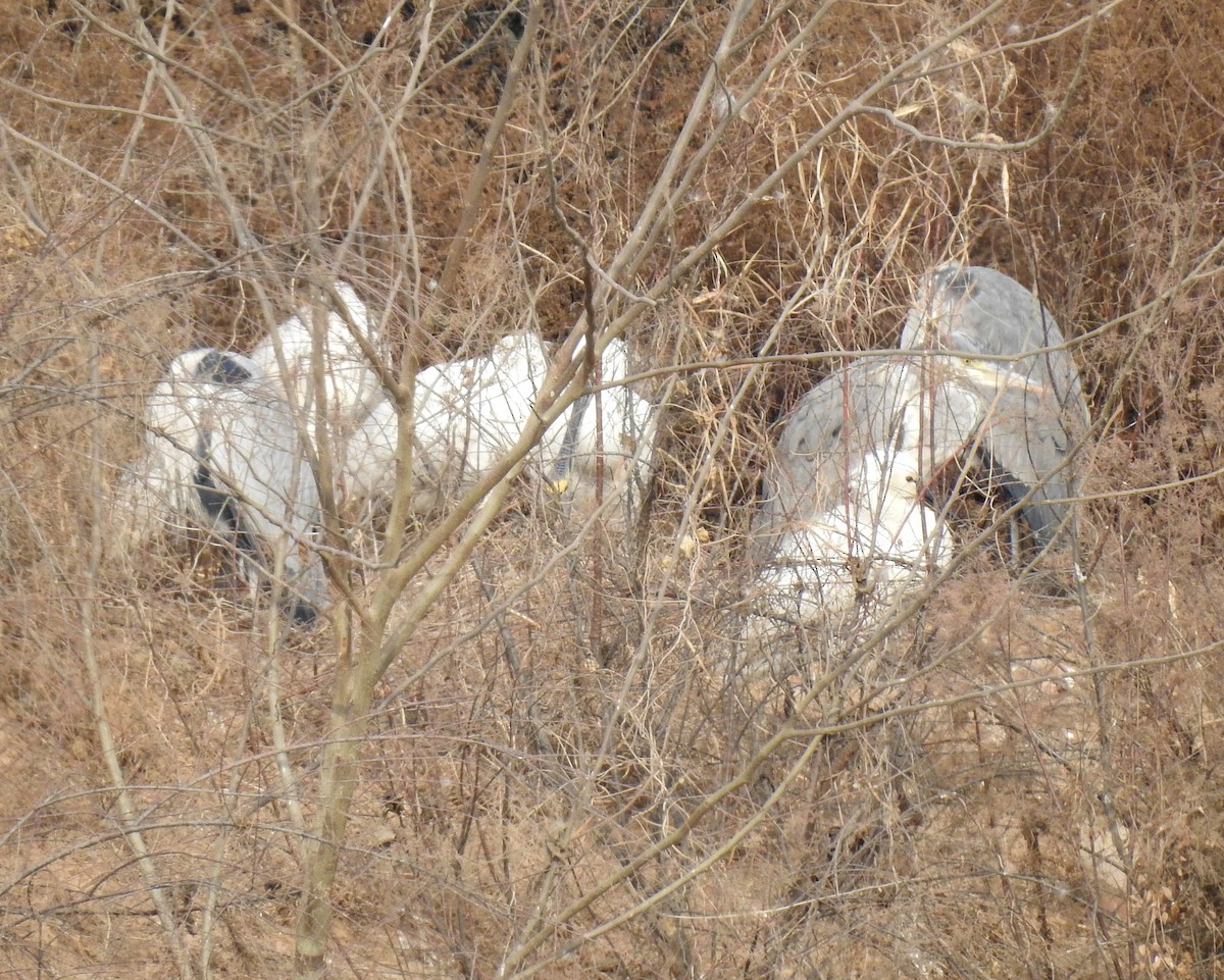 Eurasian Spoonbill - ML136042751