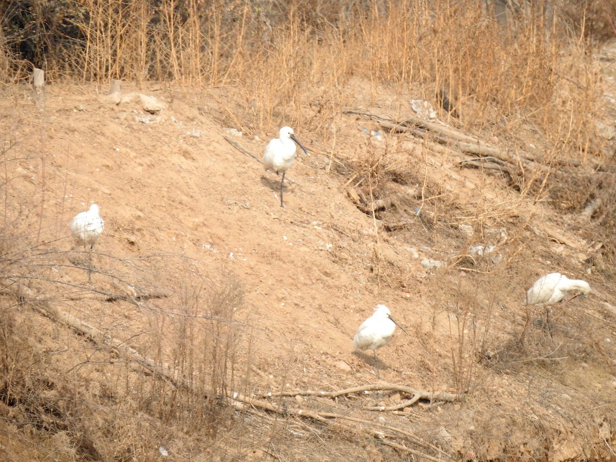 Eurasian Spoonbill - ML136042821