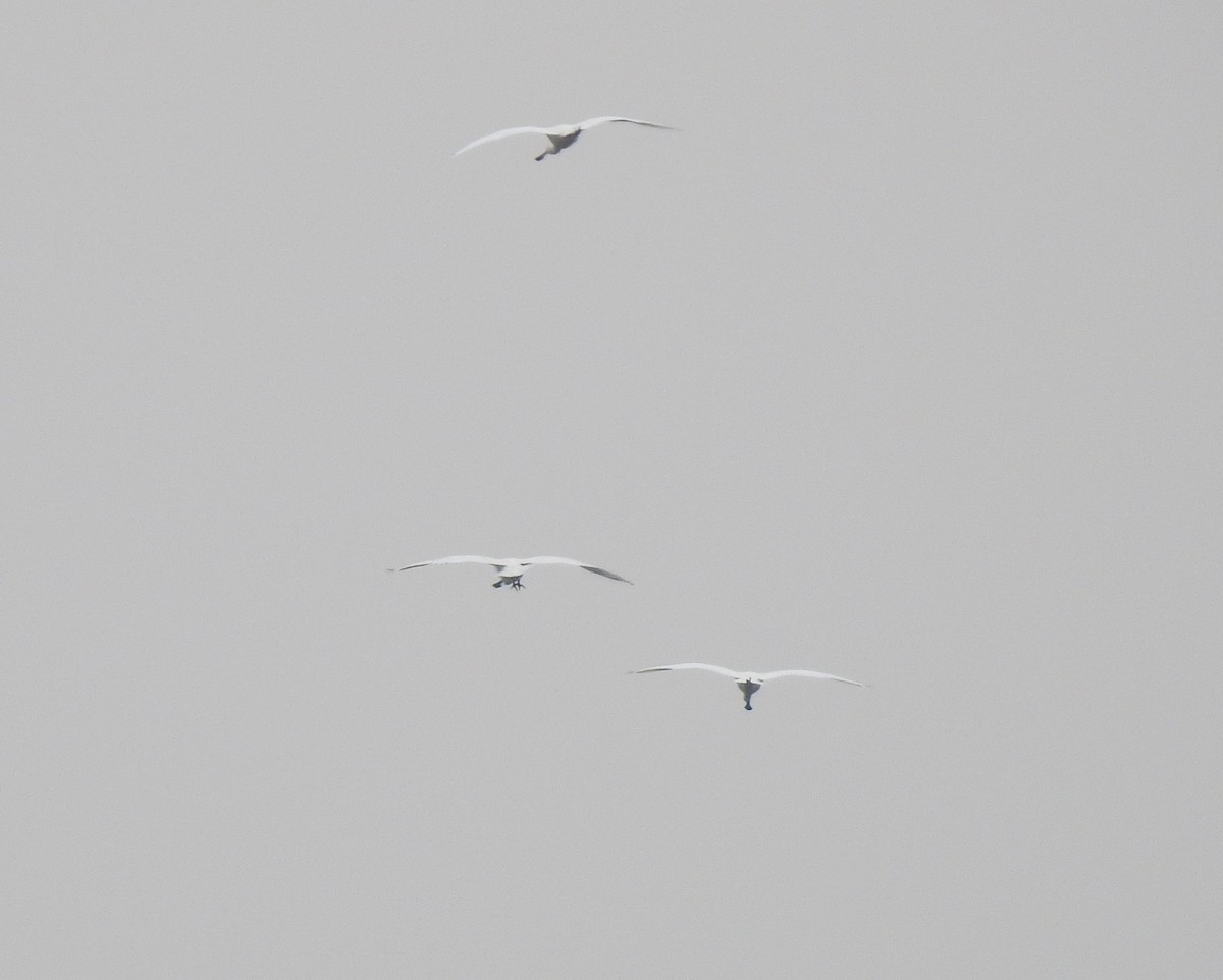 Eurasian Spoonbill - ML136042871