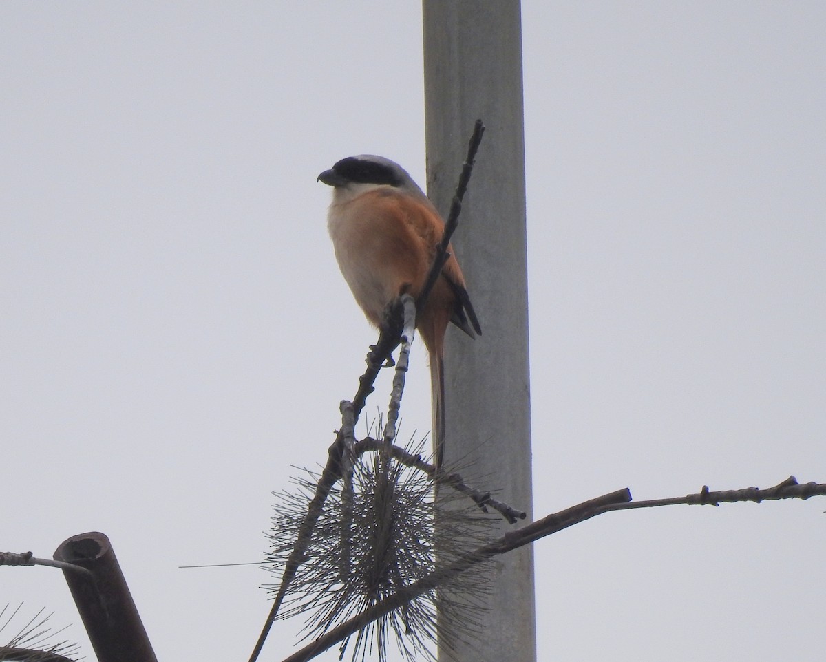 Long-tailed Shrike - ML136043191