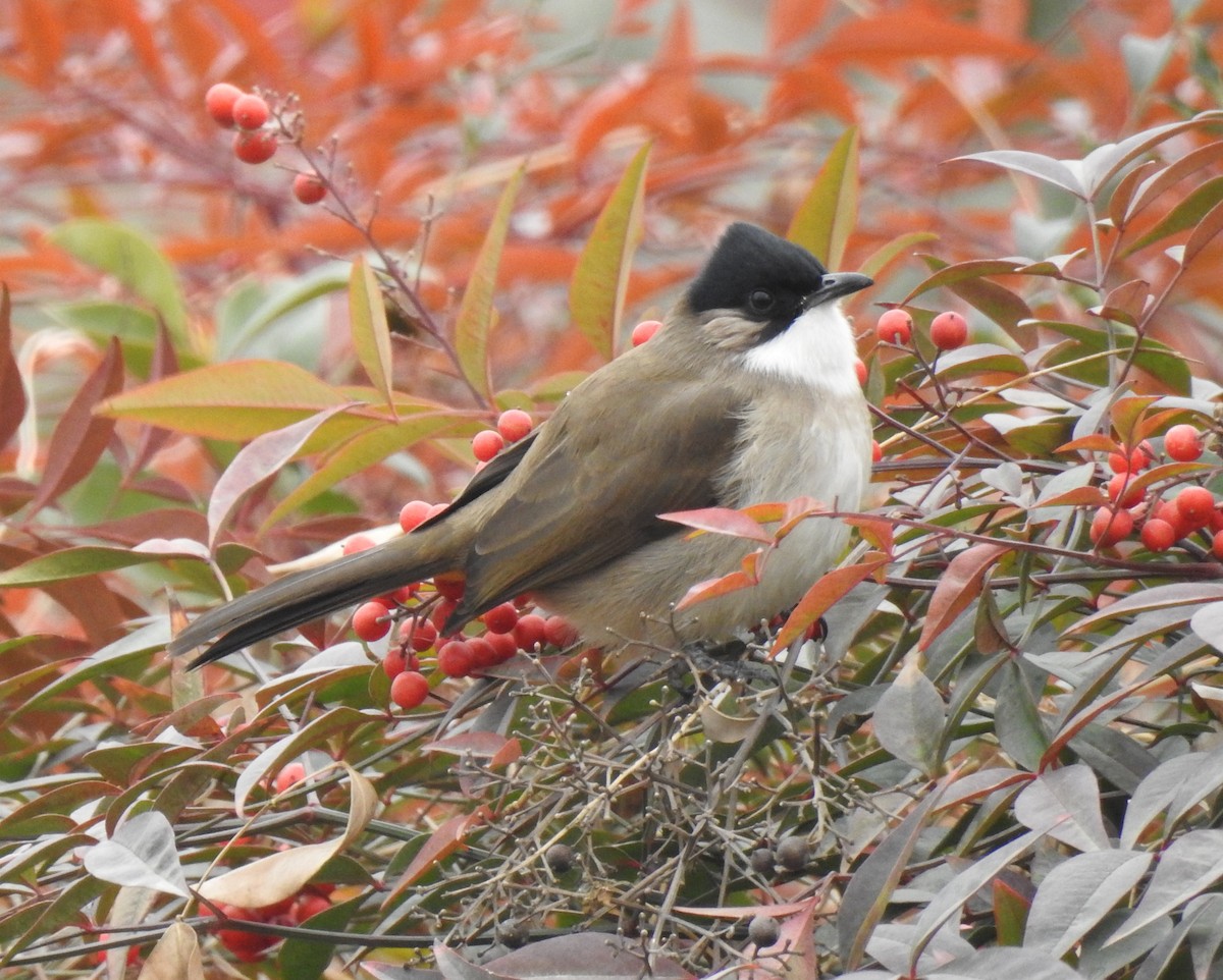 Brown-breasted Bulbul - ML136043581