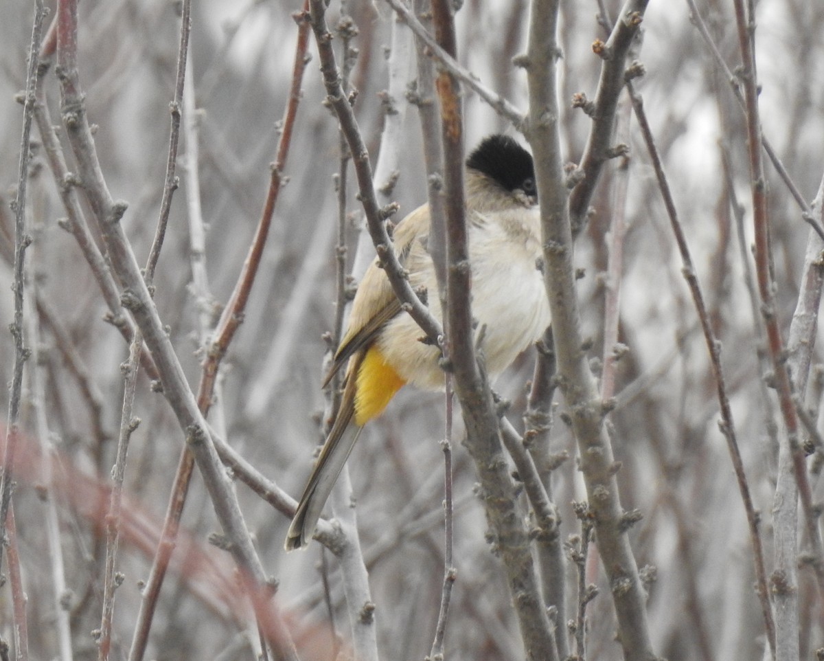 Brown-breasted Bulbul - ML136043631