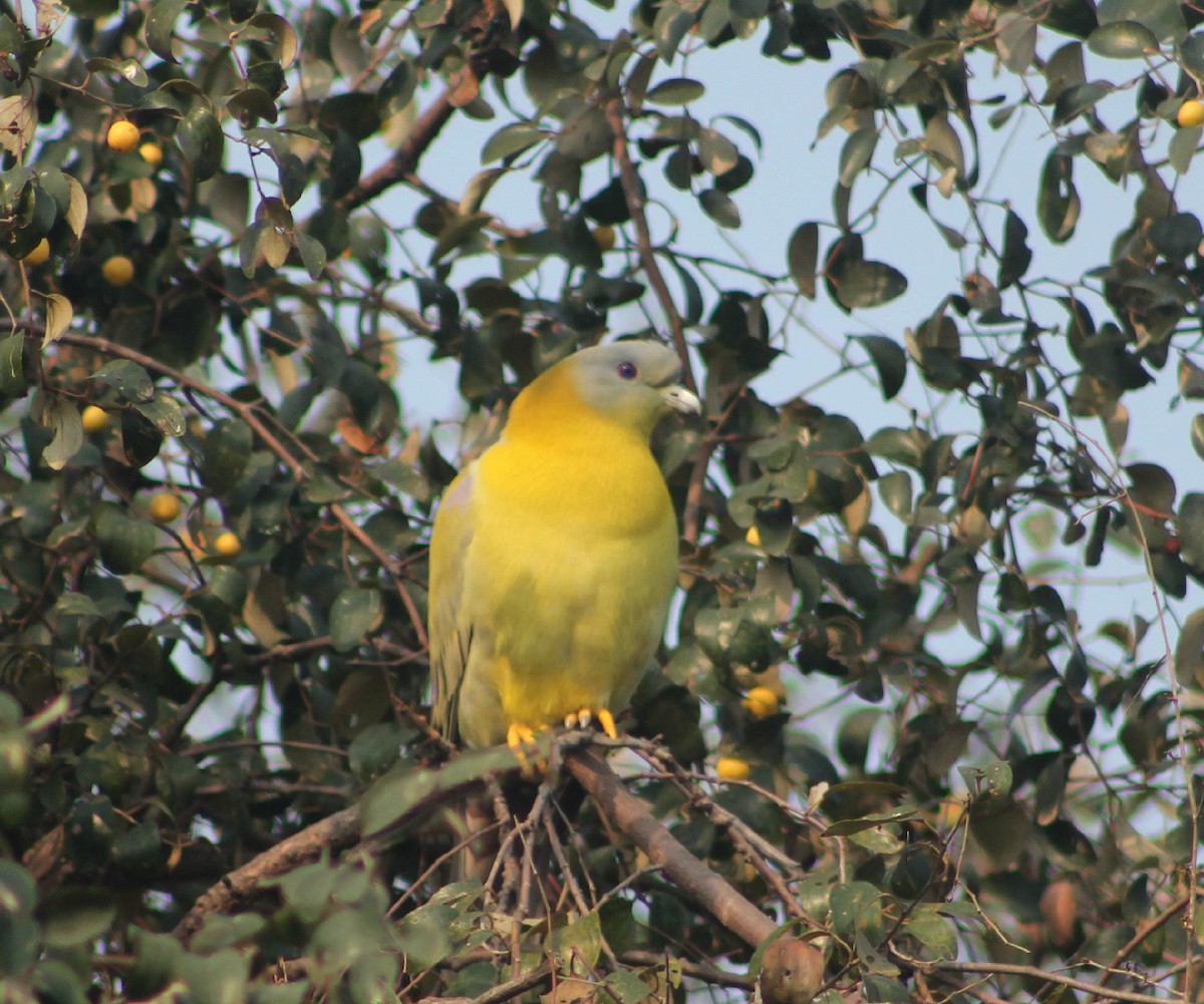 Yellow-footed Green-Pigeon - Prathamesh Desai