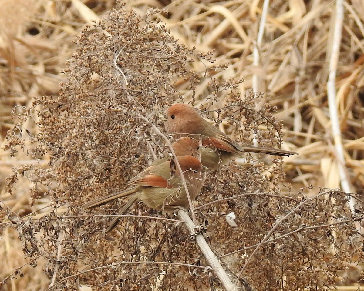 Vinous-throated Parrotbill - ML136043891