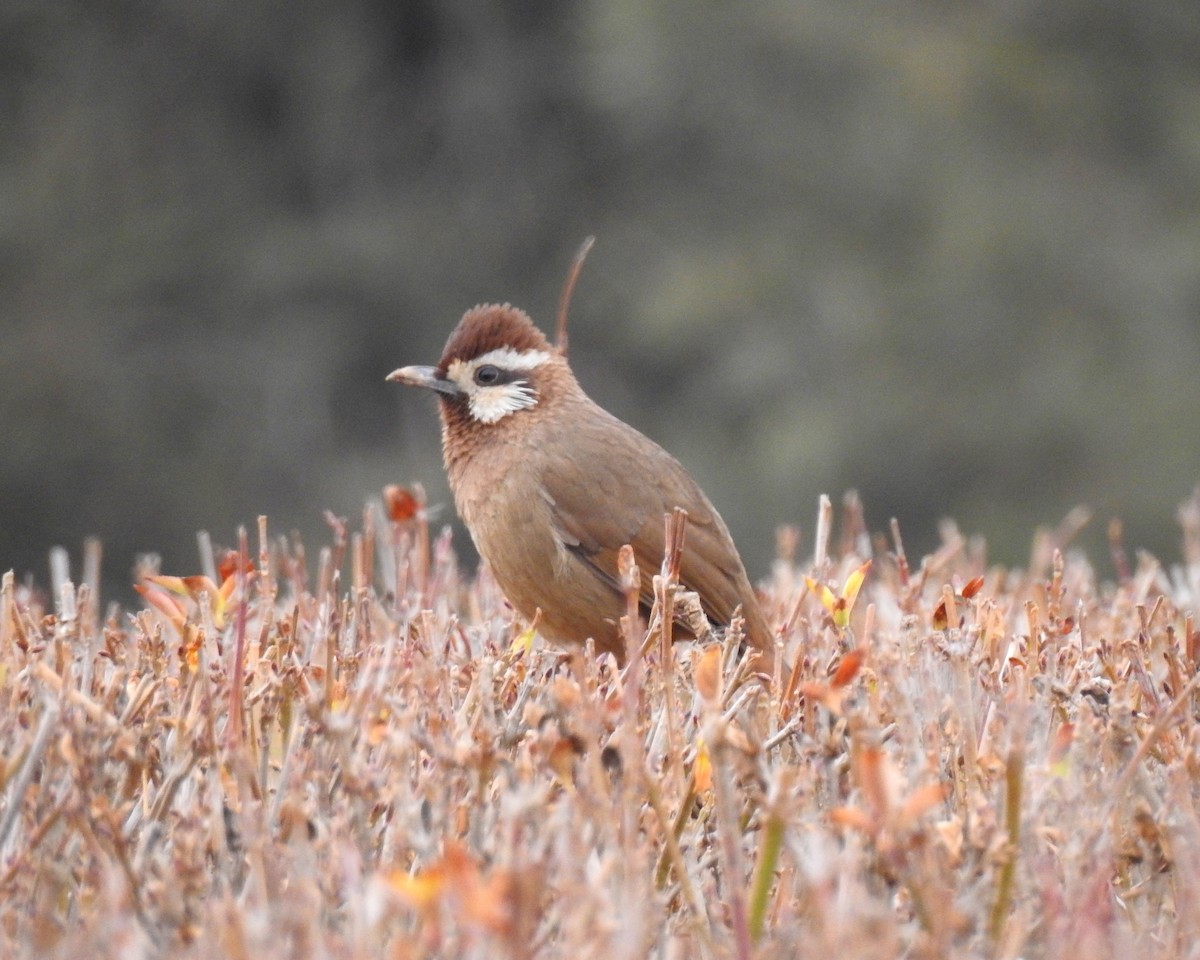 White-browed Laughingthrush - ML136044131