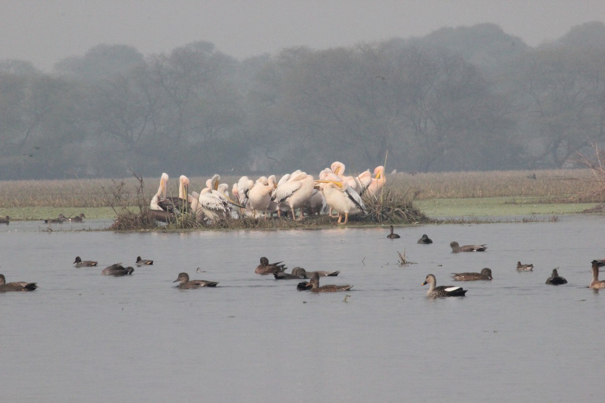 Great White Pelican - Prathamesh Desai