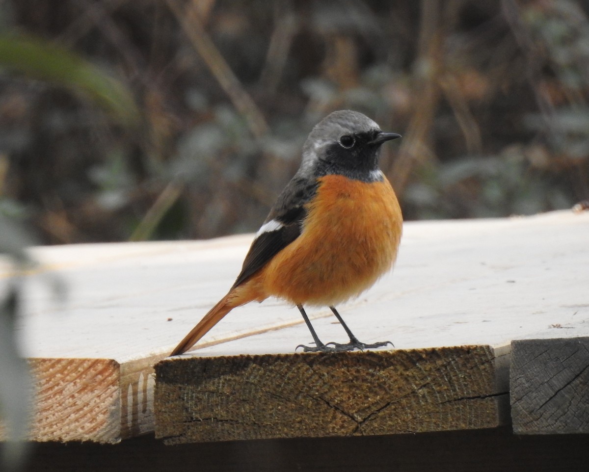 Daurian Redstart - ML136044281