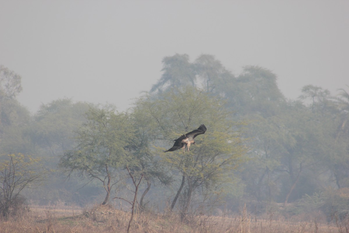 Pallas's Fish-Eagle - Prathamesh Desai