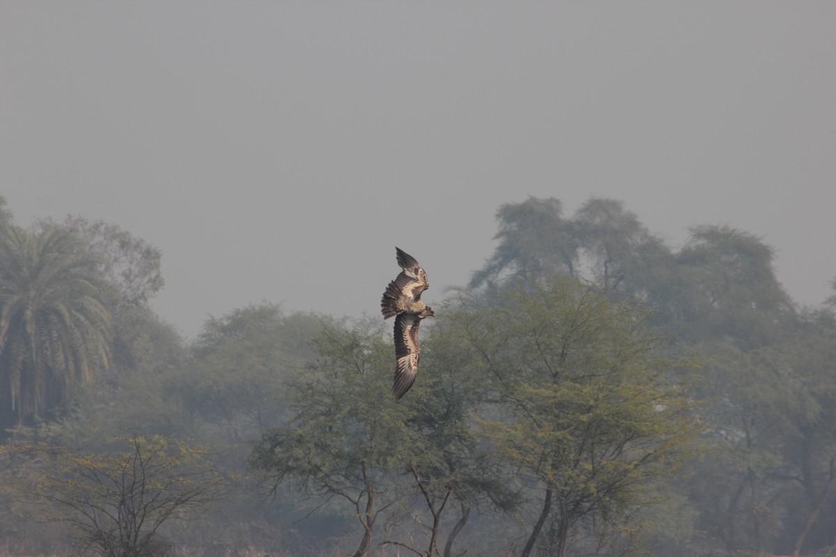 Pallas's Fish-Eagle - Prathamesh Desai