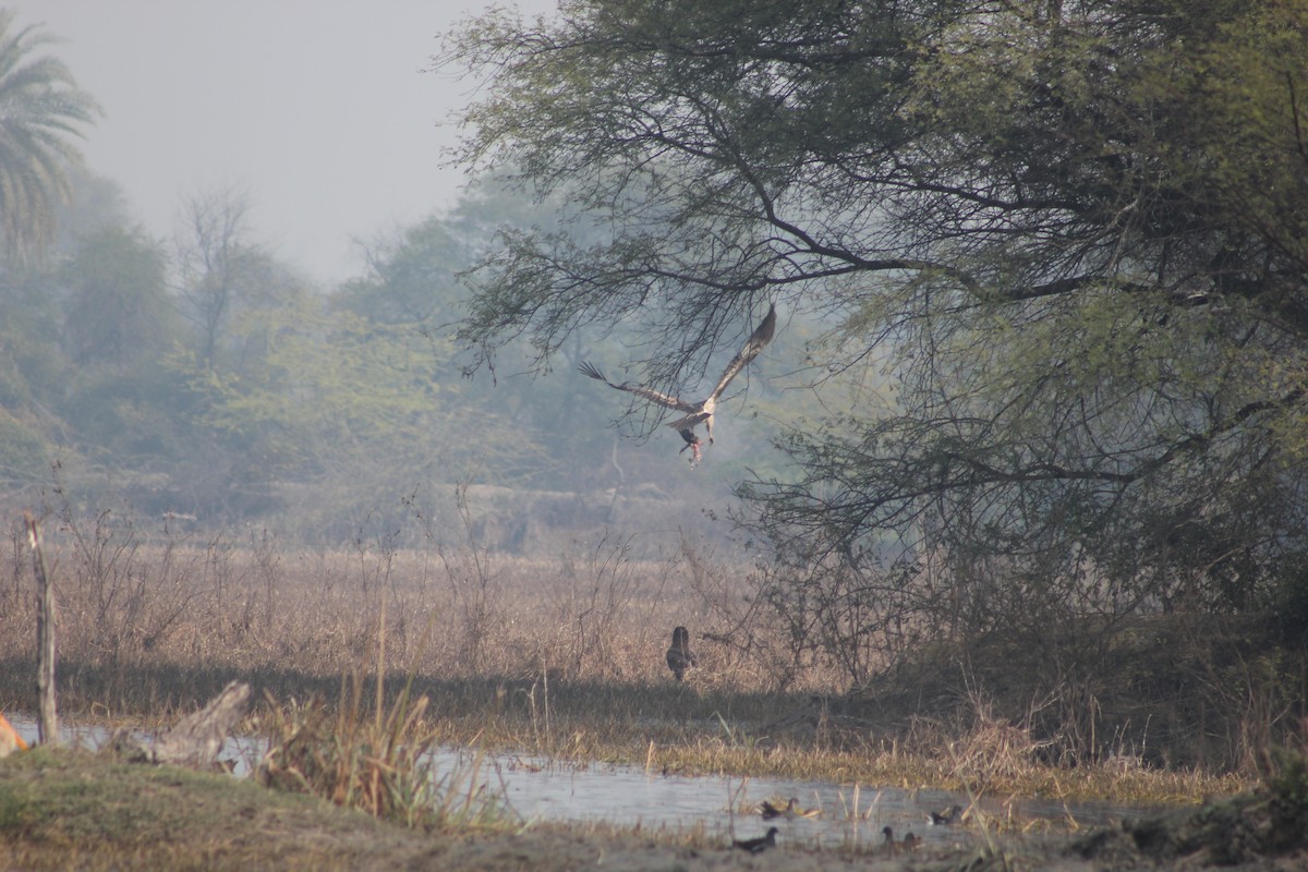 Pallas's Fish-Eagle - ML136044341