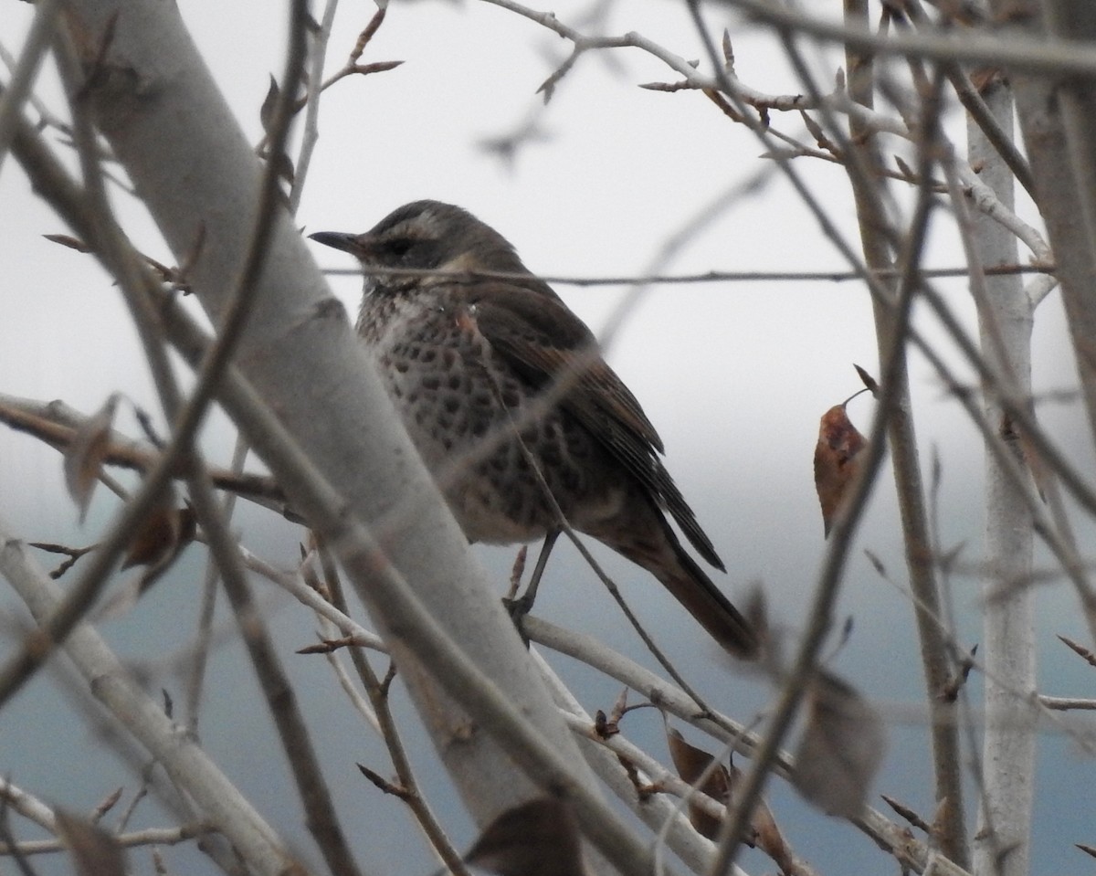 Dusky Thrush - ML136044461