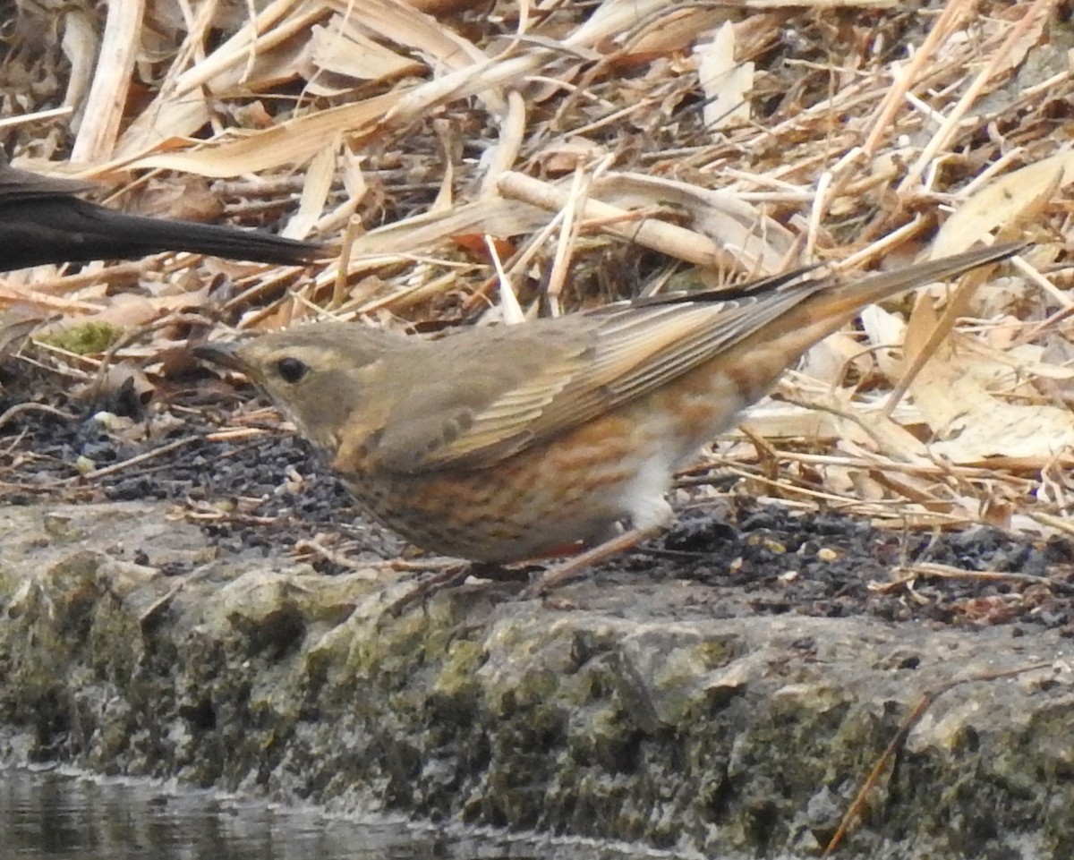 Naumann's Thrush - ML136044581