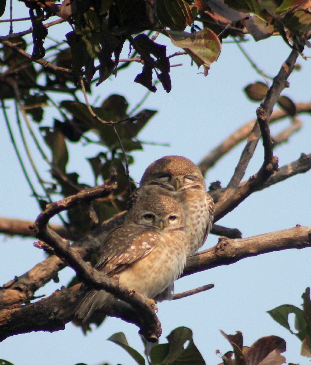 Spotted Owlet - ML136044991