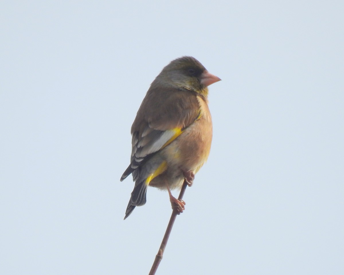 Oriental Greenfinch - ML136045061