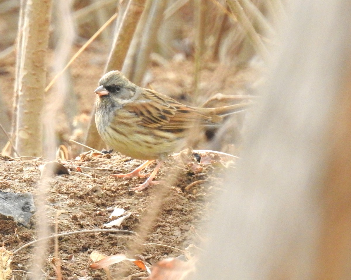 Black-faced Bunting - ML136045211