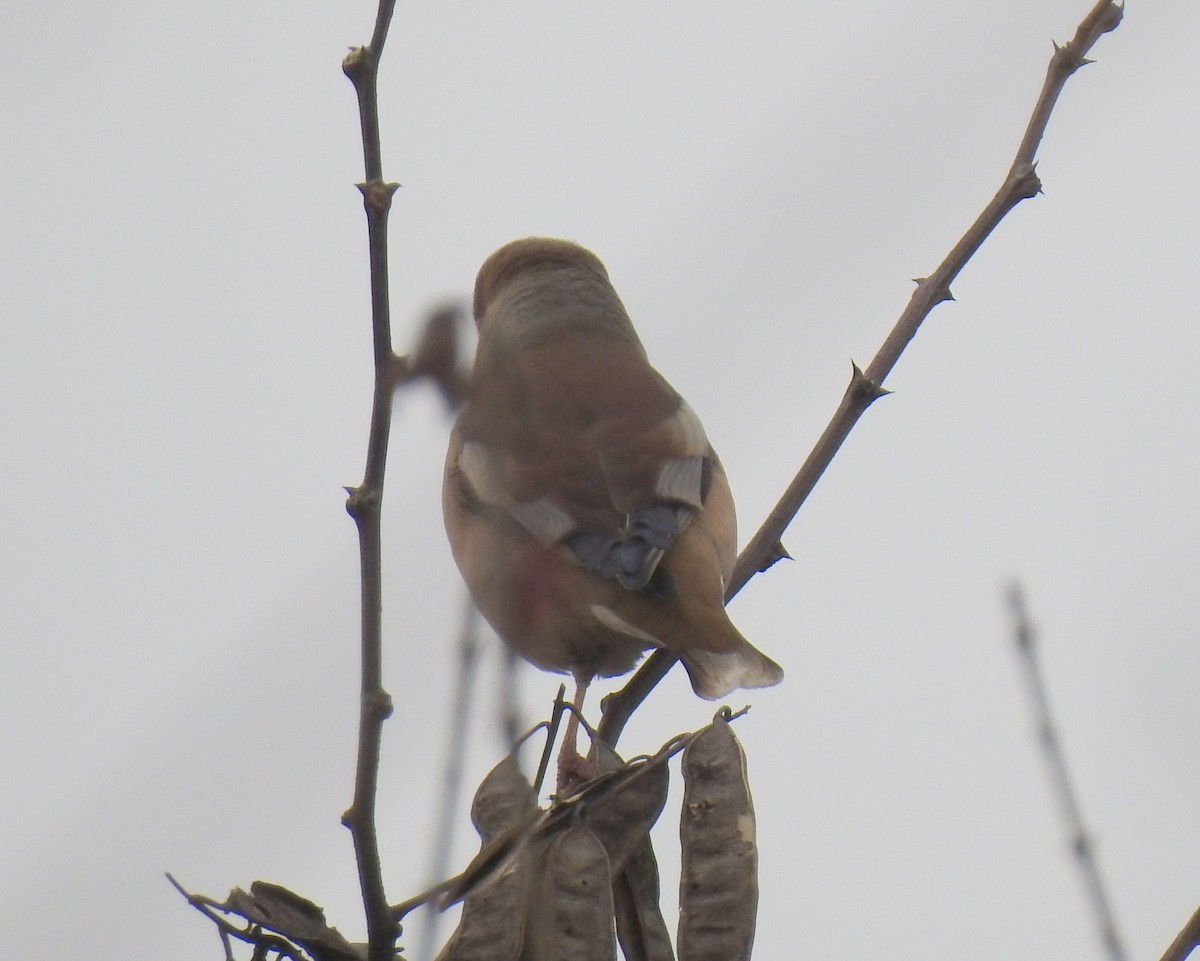 Hawfinch - ML136045451