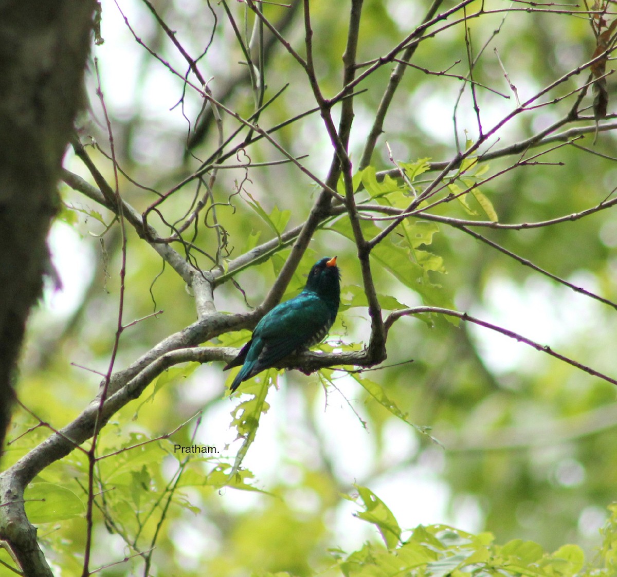 Asian Emerald Cuckoo - Prathamesh Desai