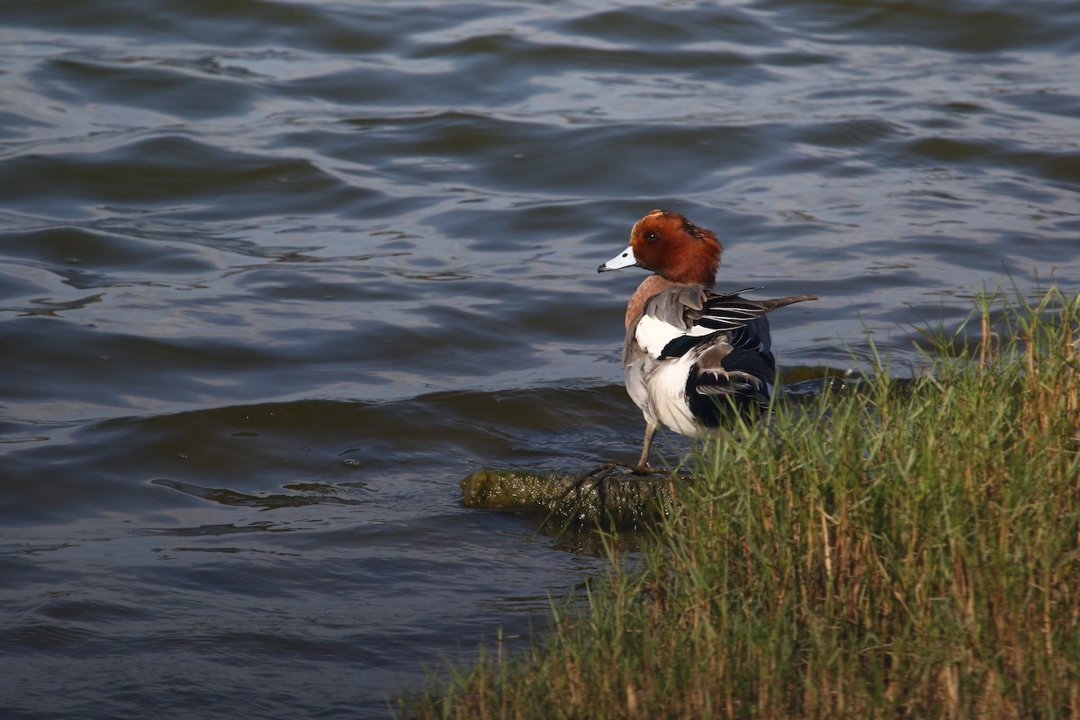 Eurasian Wigeon - Kuang-Ping Yu