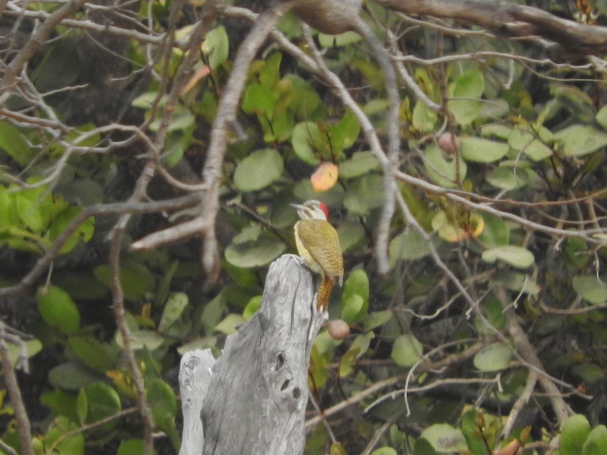 Fine-spotted Woodpecker - ML136048511