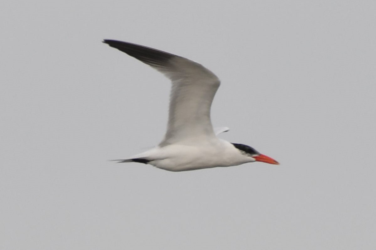 Caspian Tern - Tim Metcalf