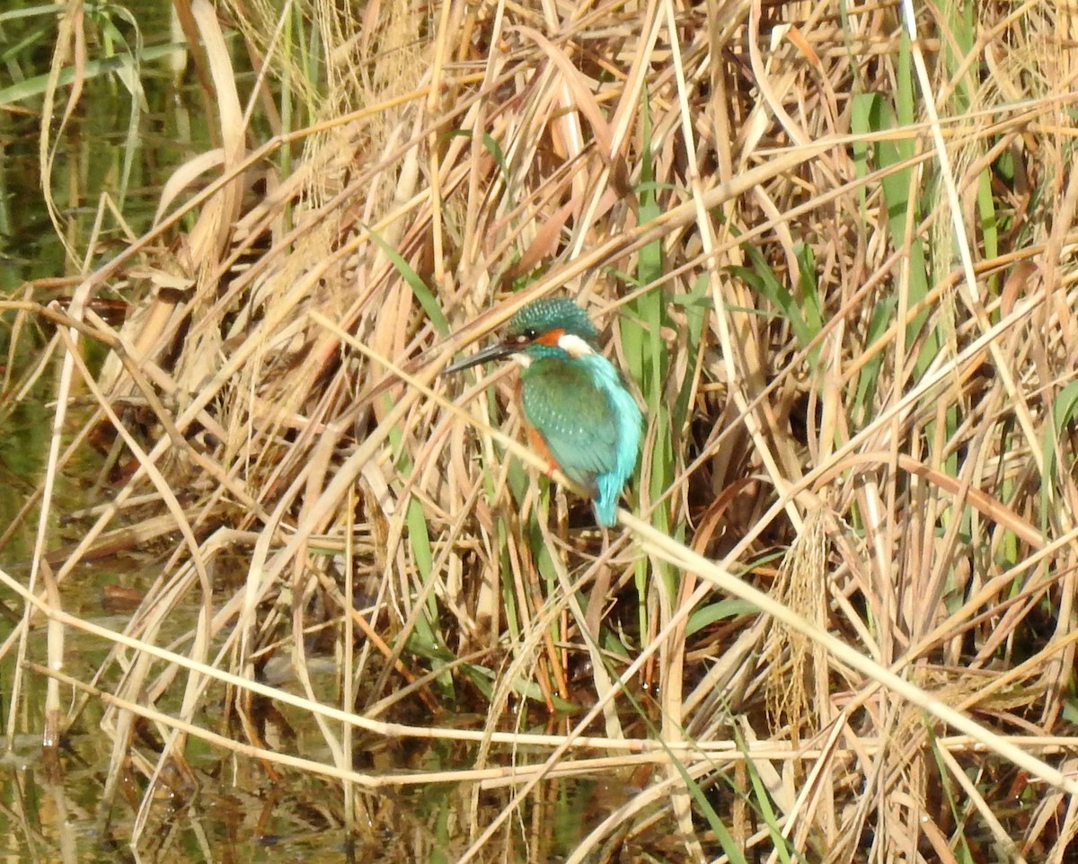 Common Kingfisher - ML136049661