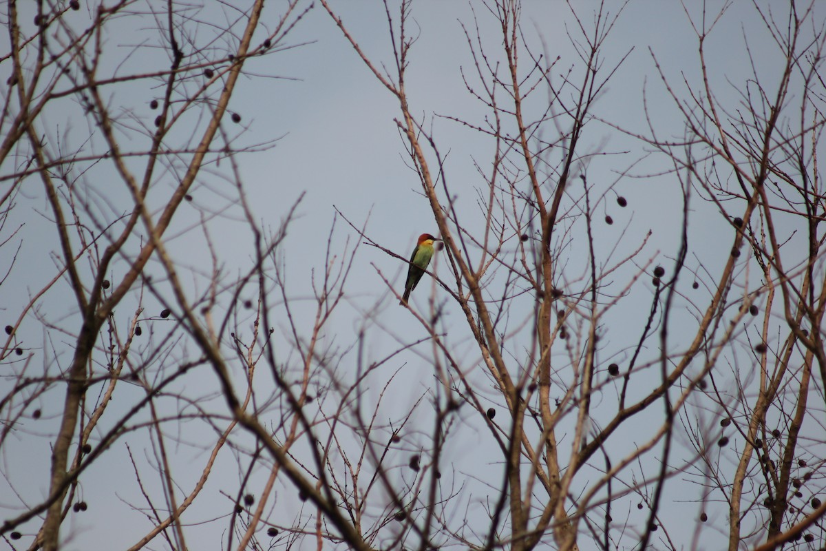 Chestnut-headed Bee-eater - ML136050541