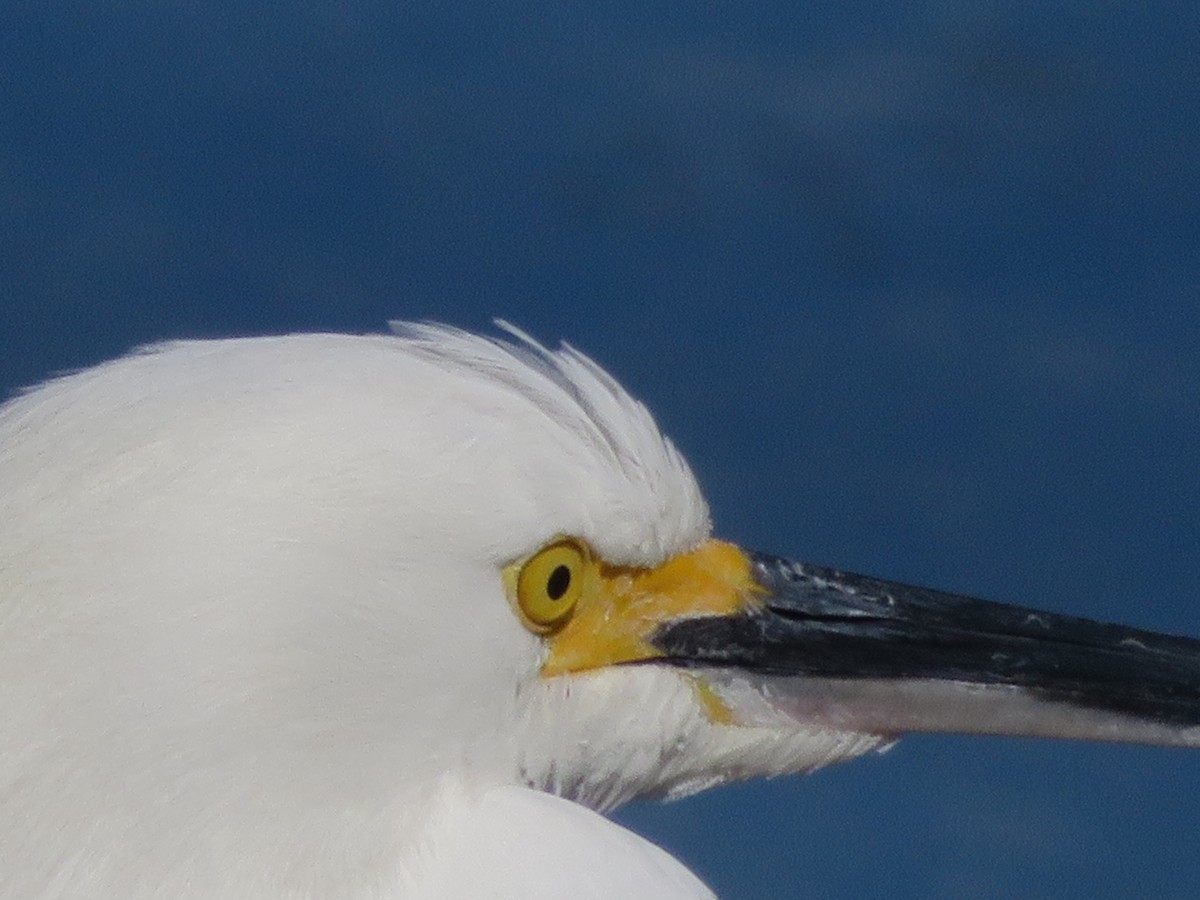 Snowy Egret - ML136050911