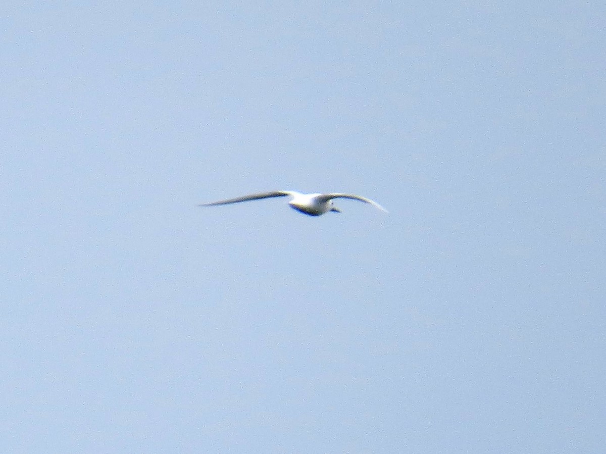 White Tern - Kirk LaGory