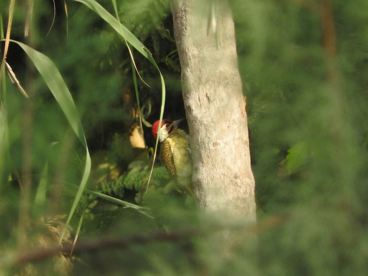 Fine-spotted Woodpecker - ML136051521