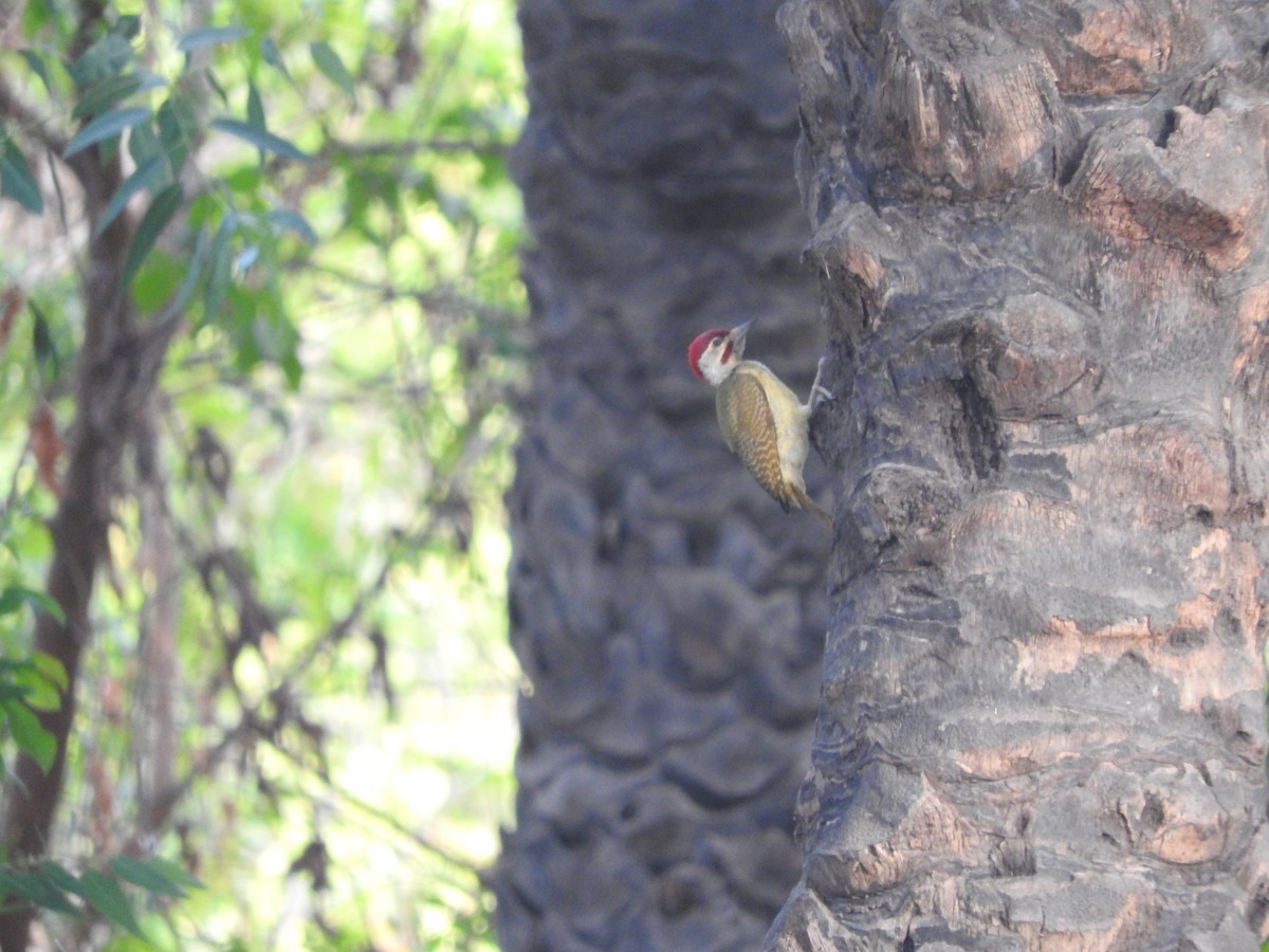 Fine-spotted Woodpecker - ML136051831